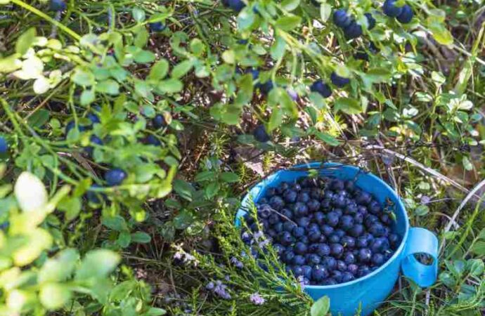 Hodowanie krzewów owocowych – jak uprawiać porzeczki, agrest, maliny, borówki i jeżyny w przydomowym ogrodzie