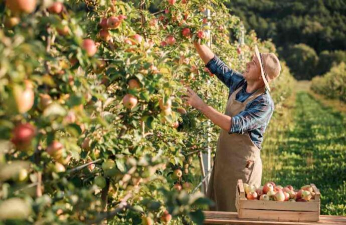 Jak i kiedy przycinać drzewa brzoskwiniowe – Przewodnik praktyczny dotycząc pielęgnacji brzoskwini