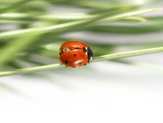 Naturalni pomocnicy ogrodu – zwierzęta wspierające walkę ze szkodnikami