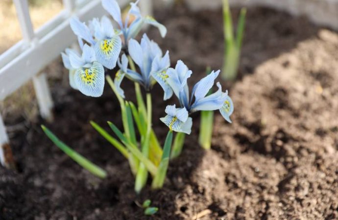 Jak pielęgnować narcyzy w ogrodzie – kluczowe wskazówki dotyczące sadzenia cebulek na wiosnę